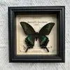 Marco de Fotos con Foto de Espécimen de Mariposa Real Elegante Madera Decorativa Pintura Muebles para el Hogar Marco de Fotos Retro Europeo Mesa Regalo de Cumpleaños
