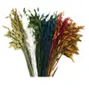Hierba Xiao Pan Flor Eterna Yunnan Fábrica de Flores Secas Venta al por Mayor Nuevos Clientes Disfrutan de Buenos Regalos Regalo de Navidad Accesorios para Sesiones de Fotos