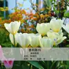 Planta de Tulipa Hidropônica em Vaso Pacote Grande de Bulbos Floridos Flores Bulbosas Resistentes ao Frio de Varanda de Inverno Venda Direta do Fabricante