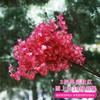 Simulación de rama de flor de cerezo, decoración de hotel, boda, árbol de cerezo, flor de durazno, flor falsa de plástico, flor de seda, sala de estar, techo, balcón, flor de vid