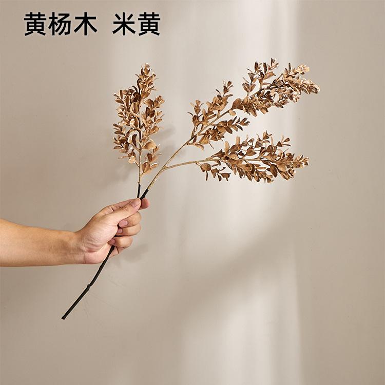 黄杨木  米黄