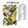 Folhas de flores secas, espécimes de plantas DIY, flores prensadas para capas de celular, marcadores de página, folhas reais, flores reais, adesivos de folhas