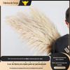 Fornecimento de comércio exterior transfronteiriço arroz natural Branco grande cana decoração de casamento macio adereços de tiro grande junco buquê seco