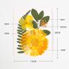 Gerbera Flor Seca Estampada Espécimen de Planta Natural Adhesivo Hecho a Mano para Niños Florería Hecho a Mano Salón