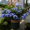 Planta Extraordinária de Sementeira Floco de Neve Azul Floco de Neve Branca em Vaso Planta Resistente ao Calor e Fácil de Cultivar Jardim Pátio Trepadeira Cinta de Flores Cinta de Flores Solo