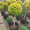 Árbol Lollipop Brillante de Ligustro con Forma de Corazón Árbol de Cera de Sichuan y Yunnan Ciprés Azul Hielo Flor Luminosa de Limón Planta Espejo Planta en Maceta