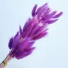 Hierba de Cola de Conejo Seca, Flores Preservadas, Materiales para Ramo de Flores Secas Transfronterizo, Accesorios para Fotografía, Hierba de Cola de Zorro Colorida, Venta al por Mayor de Fábrica
