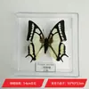 Hada Mariposa Adorno de Espécimen de Mariposa Espécimen de Insecto Real con Alas, Regalo de Cumpleaños Creativo para Estudiantes, Empaque en Caja Transparente