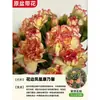 Plantas de Clavel en Maceta con Capullos, Plantas de Flores de Interior, Plantas Verdes de Escritorio y Sala de Estar Que Florecen Bien en Todas las Estaciones para Soportar Plántulas de Flores Resistentes al Frío
