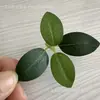 Nueva simulación exquisita flor de cinta y hoja flor de pasador DIY accesorios de flor planta verde decoración de bonsái venta caliente transfronteriza