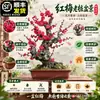 Bonsai de Ameixa Vermelha de Tronco Antigo com Botões de Flor para Envio Planta em Vaso de Ameixeira com Formato de Tronco Antigo Flores para Pátio Varanda Sala de Estar Plantas Verdes