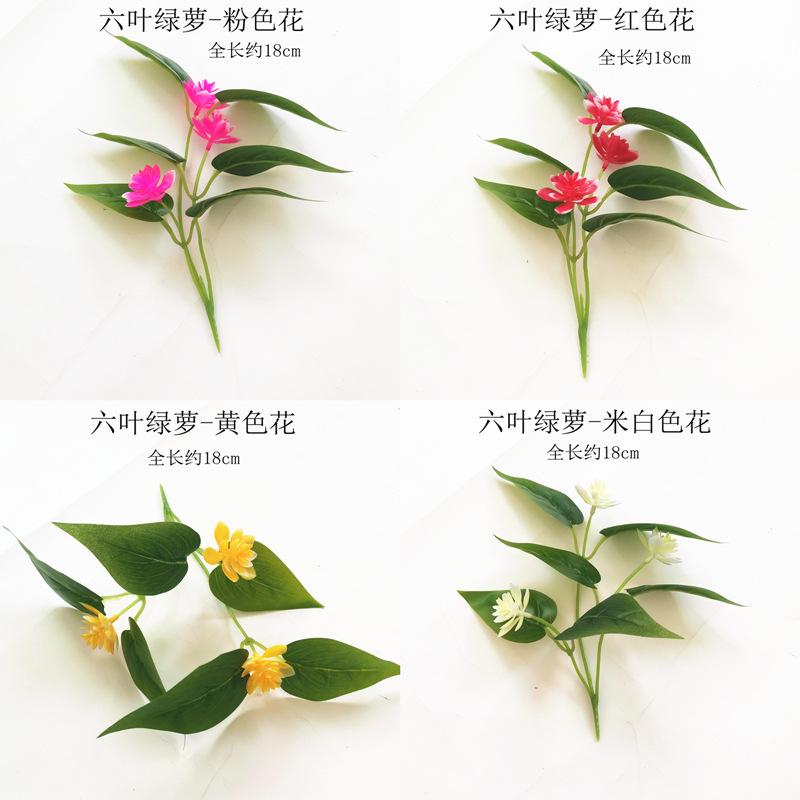 六叶绿萝合影.jpg