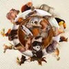 Nuevas 56 Pegatinas Transparentes de Animales del Bosque Realistas para Mascotas Patrón de Alta Definición Pegatinas de Aprendizaje Cognitivo Hechas a Mano para Niños