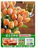 Venta al por mayor de 5 bulbos de tulipán en stock, florecen en todas las estaciones, fáciles de cuidar, adecuados para cultivo hidropónico, de pétalos dobles, para cultivo en tierra o maceta en el balcón