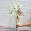 2026 Nuevo Modelo Plantas Verdes Artificiales Hierba de Espárrago Asparagus Asparaginea Decoración de Boda Flores Falsas Verdes Paisajismo Fotografía Plantas Verdes Estilo Bosque