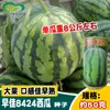 Sementes de Melancia Kegao Zaojia 8424, Sementes de Melancia Kirin de Fruta Grande, Sementes de Melancia 8424 de Alto Teor de Açúcar