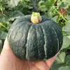 Calabaza Little Beibei de Shandong, disponible para entrega en cantidades de 1/3/5/ 4.5 kg por pieza, rosada y glutinosa con sabor a castaña, suplemento alimenticio para bebés, verduras frescas