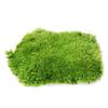 Micro-Paisagismo Flor Musgo Planta Musgo Natural Musgo de Cabelo Branco Pequeno Musgo 13*10cm Musgo Vivo