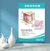 Cirurgia Plástica Pele Micro-Hidratação Mesoterapia De Zhu Hai Lei Escultura Corporal Manchas/Acne/Sensível Estética Médica Gerenciamento Nova Pintura Decorativa para Salão de Beleza