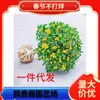 Mudas de Osmanthus Dropshipping durante todo o ano Osmanthus em vasos de plantas de flores internas Osmanthus dourado e Osmanthus Courtyard Árvore grande Tipo de fragrância forte