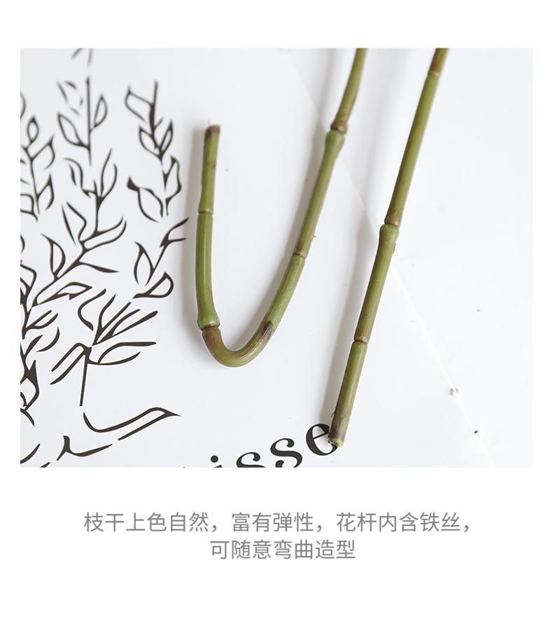 单枝鼠尾草_12.jpg
