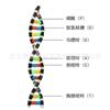Componente del modelo de estructura de doble hélice de ADN Enseñanza del modelo de estructura de doble hélice del gen y la variación en biología de preparatoria