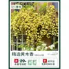 Plántulas de flores fragantes de secuoya, enredaderas trepadoras, árboles jóvenes de flores leñosas amarillas y blancas dulces, plántulas grandes de floración en cuatro estaciones para patio, flores en macetas