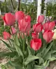 Tulipa 5 Graus Bulbo Perene Bulbo Grande Resistente ao Inverno Cultivo em Solo Planta Flor Hidropônica para Plantio em Jardim Externo
