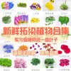 Materiales para Estampado de Plantas e Impresión de Flores, Estampados de Plantas Verdes Frescas, Estampados de Flores y Materiales para Estampado de Plantas