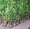 Venta minorista en línea de plantones de acebo, Boj de Hokkaido de hoja grande, Acebo francés, Resistente al frío y a las heladas, Se puede plantar en el jardín