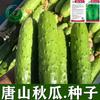 Semillas de Melón de Otoño de Tangshan Semillas de Verduras y Frutas de Pepino Seco del Noreste Son Fáciles de Cultivar en Primavera y Otoño, Alto Rendimiento y Buen Sabor, Fáciles de Cultivar para Principiantes