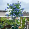 Planta Verde em Vaso em Formato de Pirulito Floco de Neve Azul Floresce o Ano Todo, Fácil de Cuidar, Mudas Grandes com Botões de Flores, Flores Resistentes ao Calor para Varanda e Jardim