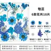 Marcador de Flores Secas Espécimen de Planta Película Selladora Botella Flores Prensadas Recolectadas en Otoño Material Hecho a Mano DIY Flor Transparente