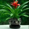 Plántulas de palma roja de la suerte en macetas grandes, adecuadas para exhibición en la sala de estar, flores y plantas hidropónicas cultivadas en casa, fáciles de cuidar en interiores y prosperan en todas las estaciones.