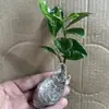 Gardênia perfumada, extra grande, em vaso, uma planta de quatro estações que purifica o ar e pode remover formaldeído, adequada para fins ornamentais