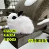 Piel de conejo panda conejo hecho a mano lugar escénico más vendido decoración de escritorio familiar modelo accesorios de tiro regalos para amigos