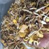 Venta al por mayor de Champiñones de la Cantarela Nuevos de Yunnan, Amarillo Grasa de Pollo, 1 Libra por Bolsa, Descuento por Cantidad Grande, Secos de Alta Calidad, Soporta Dropshipping