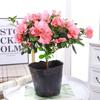 Planta Verde Rododendro Plantas em Vasos Florescem o Ano Todo Florais de Interior Pátio Externo Varanda Flores em Vasos Plantas Ornamentais