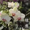Planta de Phalaenopsis en Maceta con Vara Floral y Capullo Floral Flor Otoño e Invierno Orquídea para Sala de Estar Plántula Grande Planta de Interior Fácil de Mantener en Todas las Estaciones