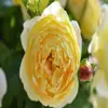 Plántulas de Flor Rosa Vino, Florales Extra Grandes y Plantas Verdes, Rosas en Maceta de Interior, Flores de Rosa, Enredaderas Trepadoras, Floreciendo en Todas las Estaciones