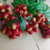 Modelo de Fio de Lichia Simulada Feizi Xiaolongan Longan Frutas Plásticas Falsas Adereços de Fotografia Decoração de Modelo Sala de Aula Materiais Didáticos
