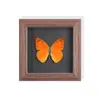 Set de Regalo de Espécimen de Mariposa Real para Mujeres, Decoración 3D, Regalo para Amigos, Materiales Didácticos, Marco de Fotos Sencillo