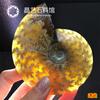 Madagascar Caracol Natural Fósil Caracol Transportador Amonitas Concha Espécimen Fósil Paleontológico Piedra Original
