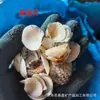 Caracola de Panadero al por mayor en stock para Decoración de Acuario, Diseño de Micro-Paisaje, Accesorios de Caracola para Conchas Hechas a Mano DIY