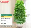 Árvore Bico de Pato de Grande Porte Que Atrai Riqueza de Todas as Direções, Planta de Vaso para Sala de Estar Interna Fácil de Cuidar, Sempre Verde o Ano Todo, em Formato de Torre