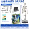 Modelo Pequeño de Esqueleto Humano Esqueleto de Cuerpo Entero Simulado Juguete Educativo de Educación Temprana para Niños Material Didáctico Mini Tridimensional