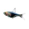 Lámpara de triángulo positivo pez lampista pequeño pez lampista peces ornamentales tropicales pez lampista de triángulo Ziyan pez triángulo grande Venta al por mayor