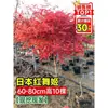 Vivero de arces rojos japoneses para dropshipping, árbol enano rojo de cuatro estaciones, árbol paisajístico Princesa Danza Roja, resistente al frío para exteriores para villas