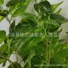 Venda Direta da Fábrica Planta Verde Pothos Manchado de 7 Pontas Montada na Parede Vaso de Flor Pendurado na Parede de Casa Decoração Pendurada de Videira Longa