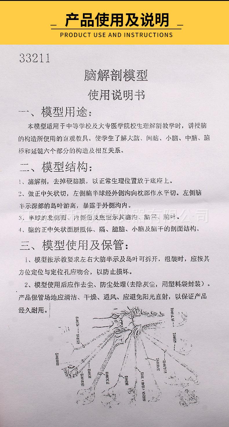 脑解剖模型_06.jpg